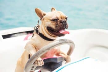 13 Goofy Dog Breeds That Make You Laugh