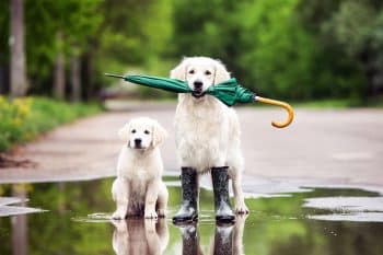 15 Curious Dog Breeds That Explore Everything