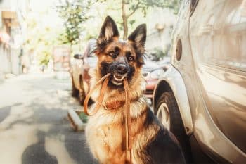 Can You Guess Which 9 Dog Breeds Learn The Fastest?