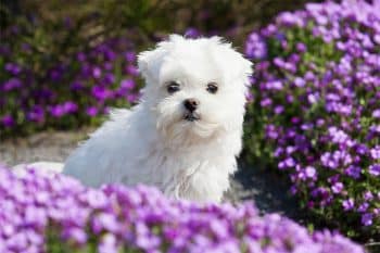 9 Adorable Dog Breeds That Always Look Like Puppies