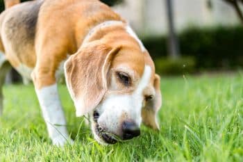 13 Reasons Dogs Eat Grass (That Aren’t Weird)