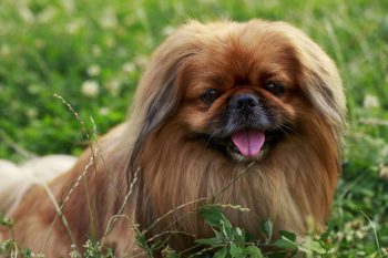 15 Dog Breeds For People Who Crave A Mellow Companion
