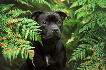 13 Brave Dog Breeds That Stay Strong