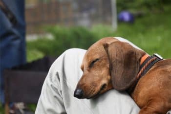 15 Snuggly Dog Breeds That Nap With You