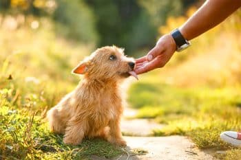 9 Signs Your Dog Trusts You Deeply