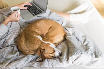 9 Ways Dogs Show They’re Relaxed Around You
