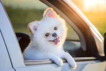 13 Delightful Dog Breeds That Charm Everyone They Meet