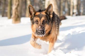 13 Brave Dog Breeds That Show No Fear