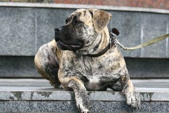 13 Calm Dog Breeds for Peaceful Days