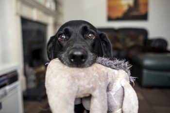 13 Loving Dog Breeds That Are Always Close By