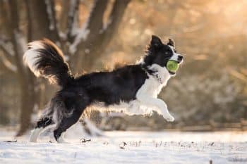 13 Playful Dog Breeds That Stay Young Forever