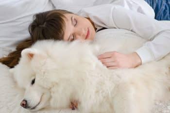 15 Snuggly Dog Breeds For Cold Nights