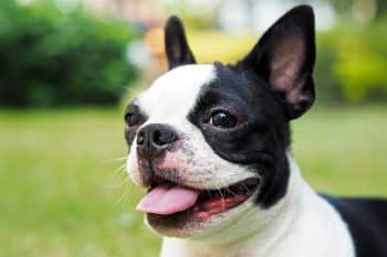 9 Goofy Dog Breeds That Keep Things Light