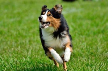 13 Playful Dog Breeds That Love To Zoom