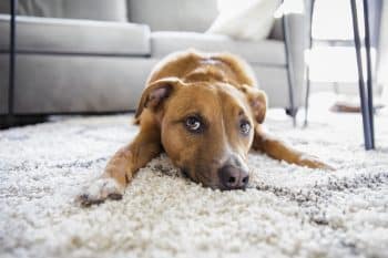 13 Dog Breeds That Won’t Blow Your Eardrums