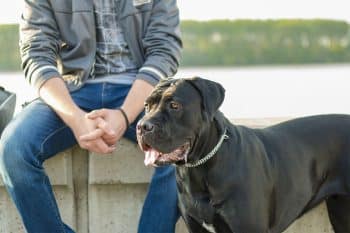 13 Gentle Giants That Love Harder Than You’d Expect