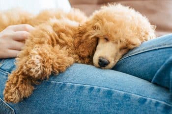 15 Surprising Facts About How Dogs Show Loyalty