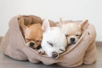 13 Cuddly Dog Breeds That Love Warm Blankets
