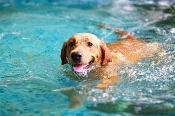 11 Energetic Dog Breeds That Love The Water