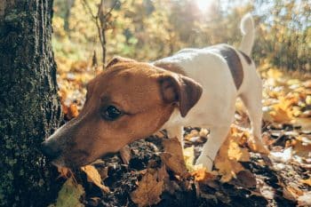 13 Fascinating Facts About How Dogs Use Scent
