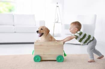 9 Gentle Dog Breeds That Stay Calm Around Kids