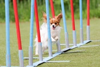 15 Smart Dog Breeds That Are Easy to Train