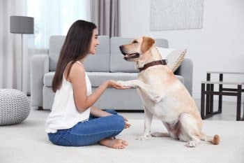 11 Affectionate Dog Breeds That Love Holding Paws