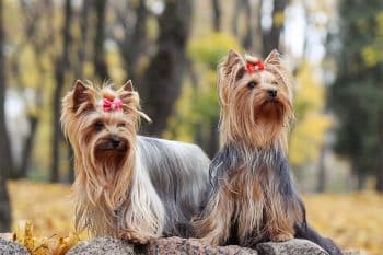 11 Show-Stopping Dog Breeds That Demand Center Stage
