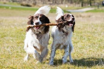 15 Playful Dog Breeds That Bring The Party