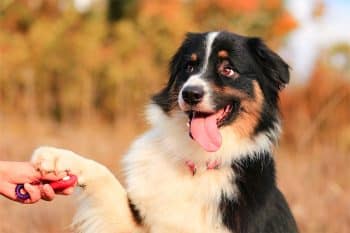 15 Mischievous Dog Breeds Always Plotting Something