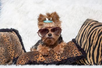 9 Tiny Dog Breeds With Big Attitudes
