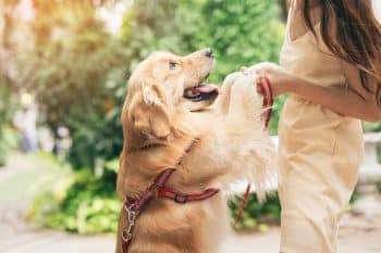 15 Loving Dog Breeds That Never Miss A Moment To Show It