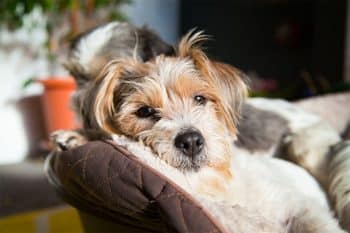 15 Most Relaxed Dog Breeds for Low-Energy Homes