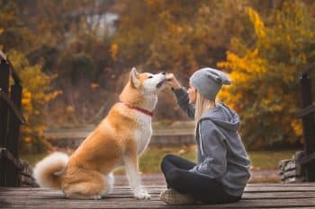 11 Faithful Dog Breeds That Stay Unshakably Loyal