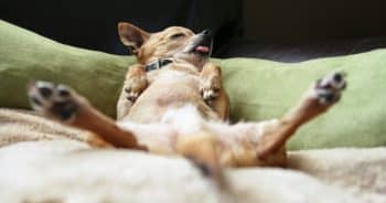 31 Perfect Dog Beds For Every Canine Sleep Style