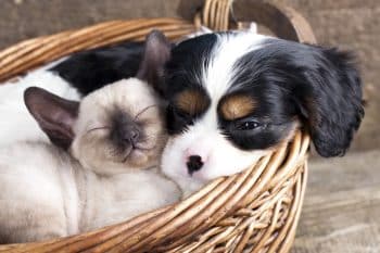 15 Cuddly Dog Breeds That Melt Hearts