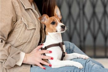 Ultimate List of 13 Feisty Dog Breeds That Steal Hearts