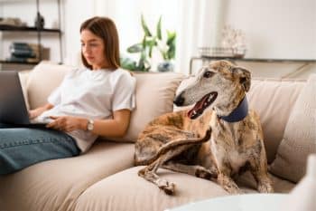 13 Stoic Dog Breeds That Stay Calm in Every Storm