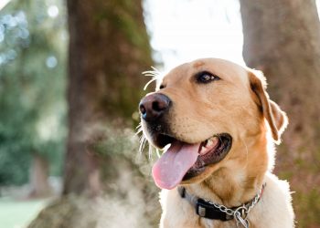 7 Best Dental Sprays for Dogs