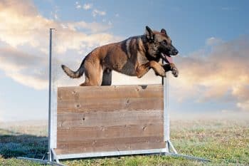 13 Smart Dog Breeds That Train Themselves