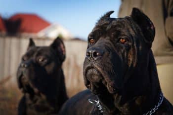 11 Fearless Dog Breeds That Stand Guard With Pride