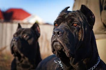 13 Thunderous Dog Breeds That Make Big First Impressions
