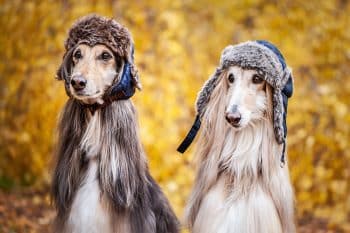 9 Glamorous Dog Breeds That Steal the Spotlight