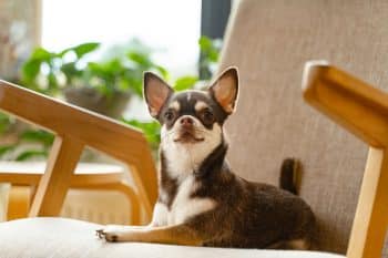 9 Delightfully Dramatic Dog Breeds That Love a Scene