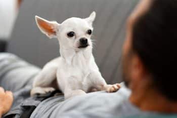 15 Clues Your Dog Understands More Than You Think