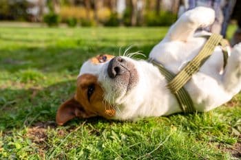 9 Reasons Dogs Roll on Their Backs