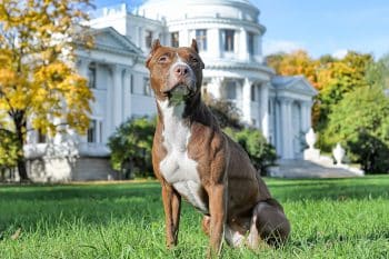 13 Brave Dog Breeds With Big Hearts