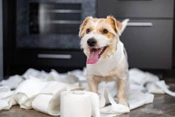 13 Ways Dogs Respond to Being Left Alone