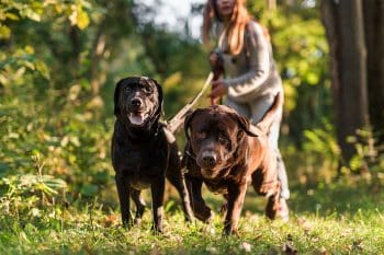 9 Fearless Explorer Dog Breeds That Always Blaze New Trails