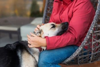 11 Ways Dogs React When You’re Stressed